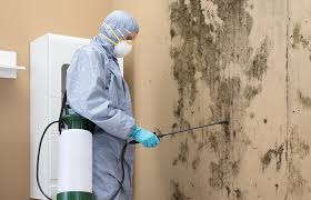 Environmental Consulting for Mold Prevention in Heeia, HI